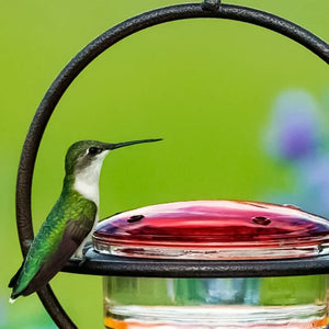 Hummble Slim Hummingbird Feeder